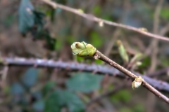 Spring bud in Sussex