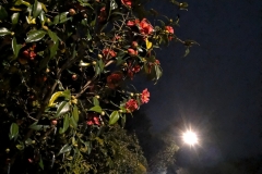 Camellia at night